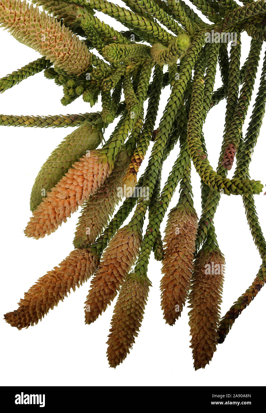 Norfolk Island Pine Araucaria Heterophylla Foliage And Cluster Of Elongated Male Cones During The Actual Flowering Season In The Southern Hemisphere Stock Photo Alamy