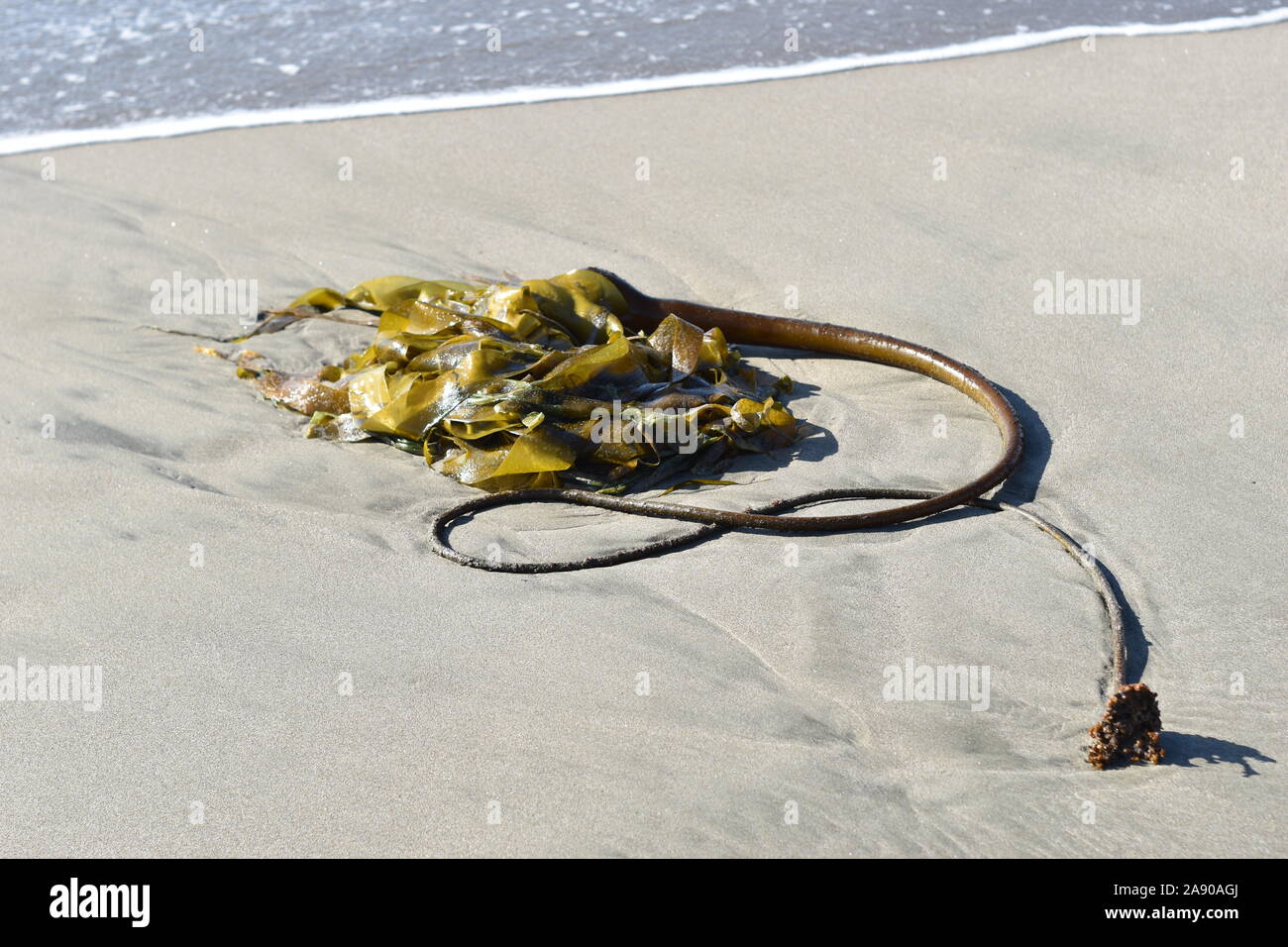 A kelp plant lies in a pile on the beach in Watsonville, California. Stock Photo