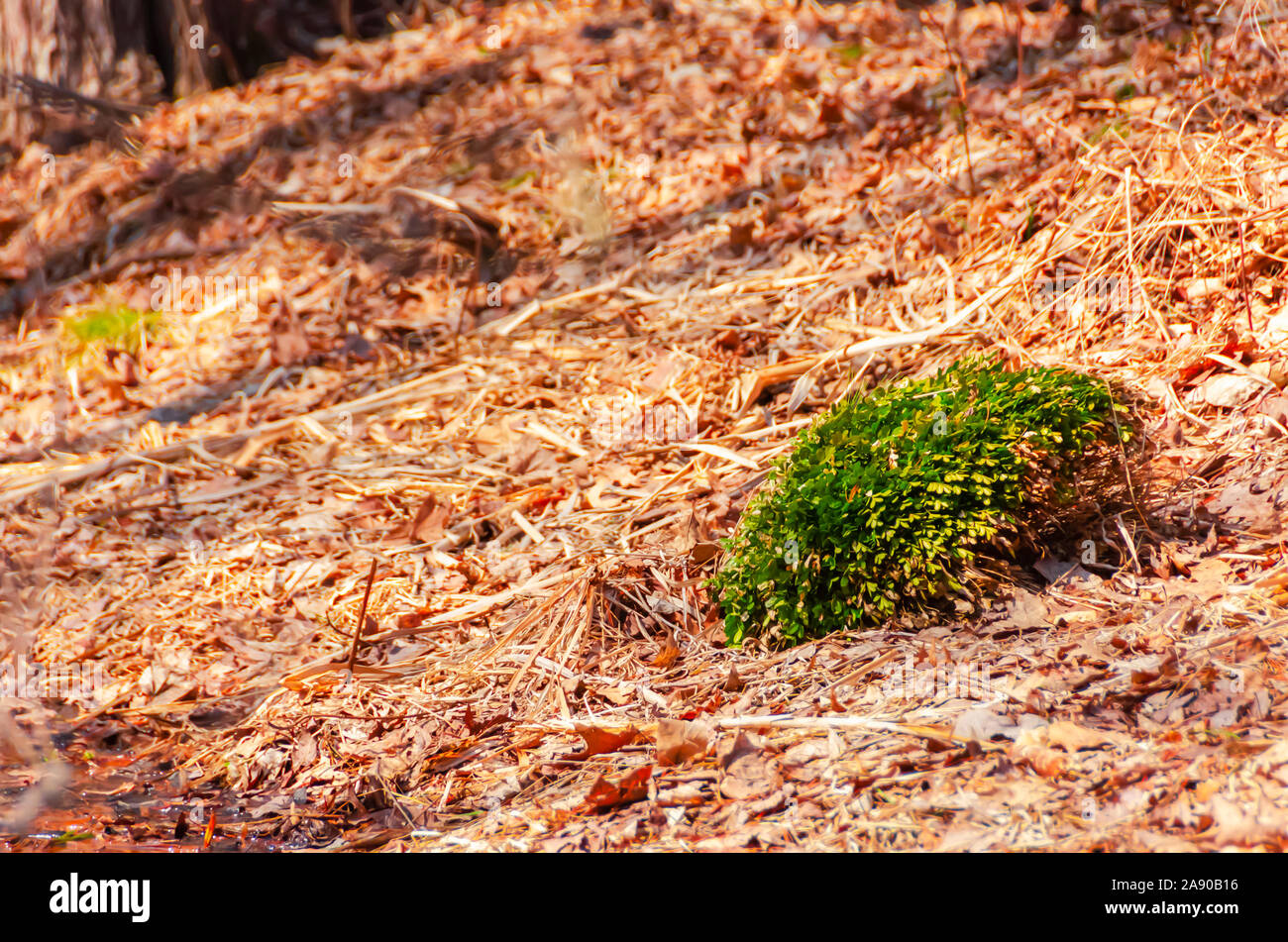 A wild bushy shrub in a forest floor in a sea of dead leaves, twigs and branches. Stock Photo