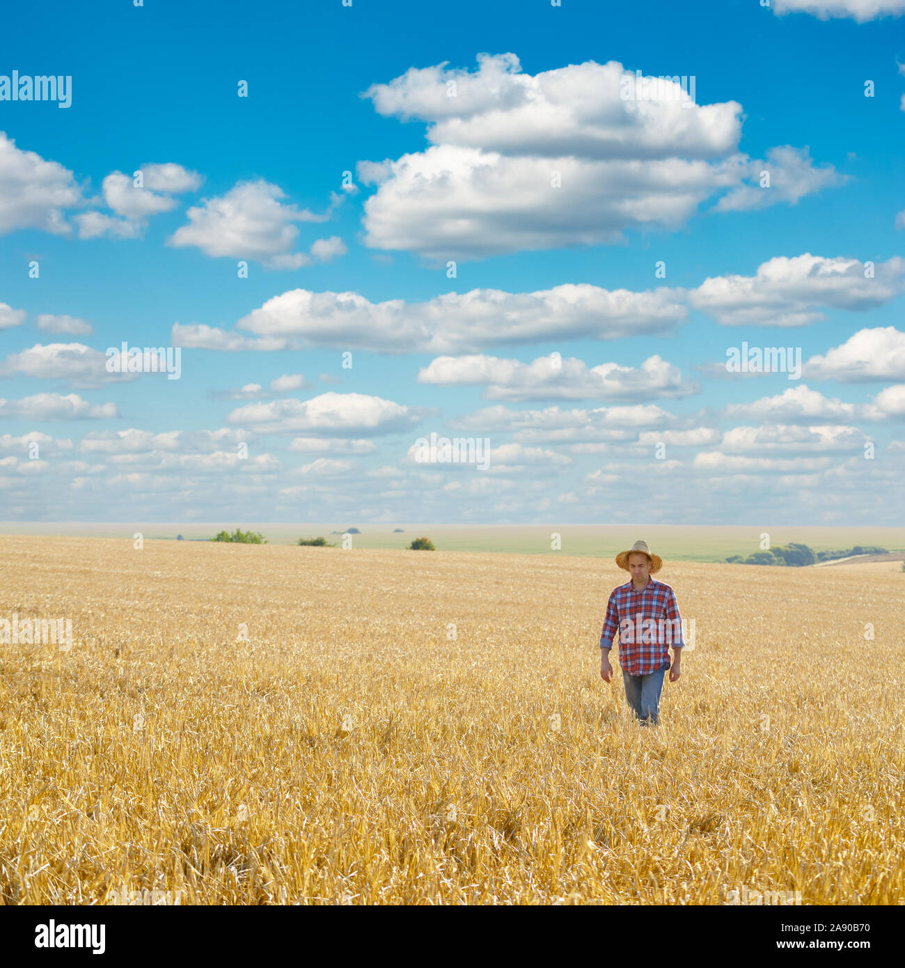Farmer in straw hat walks on harvest ready wheat field Stock Photo - Alamy