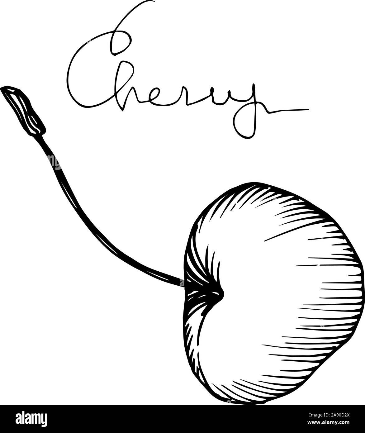 Vector Cherry healthy food. Black and white engraved ink art. Isolated ...