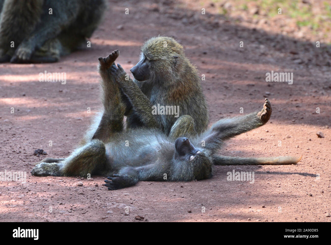 Two adults yellow baboons (papio cynocephalus) lying in road  and grooming. Arusha national park, Tanzania Stock Photo