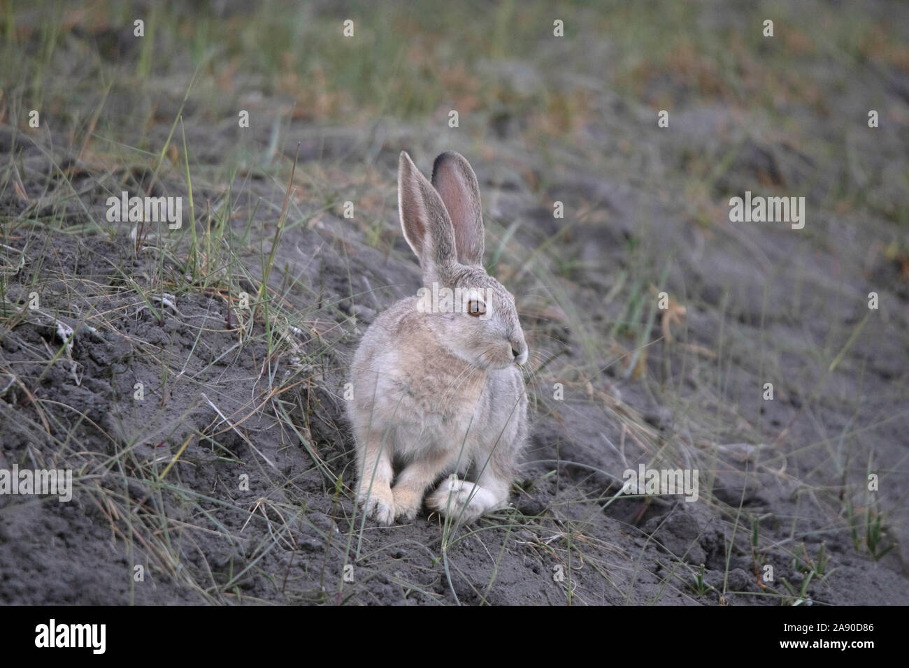 Cape Hare, Lepus capensis, Leh, Jammu and Kashmir, India Stock Photo