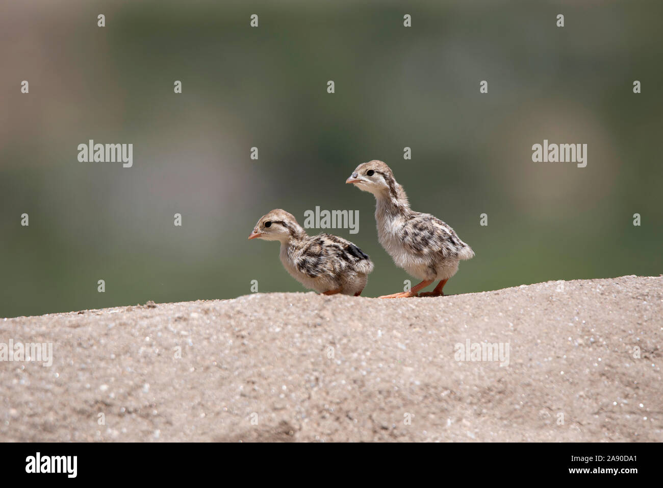 Chukar partridge hatchlings, Alectoris chukar, Leh, Jammu and Kashmir, India Stock Photo