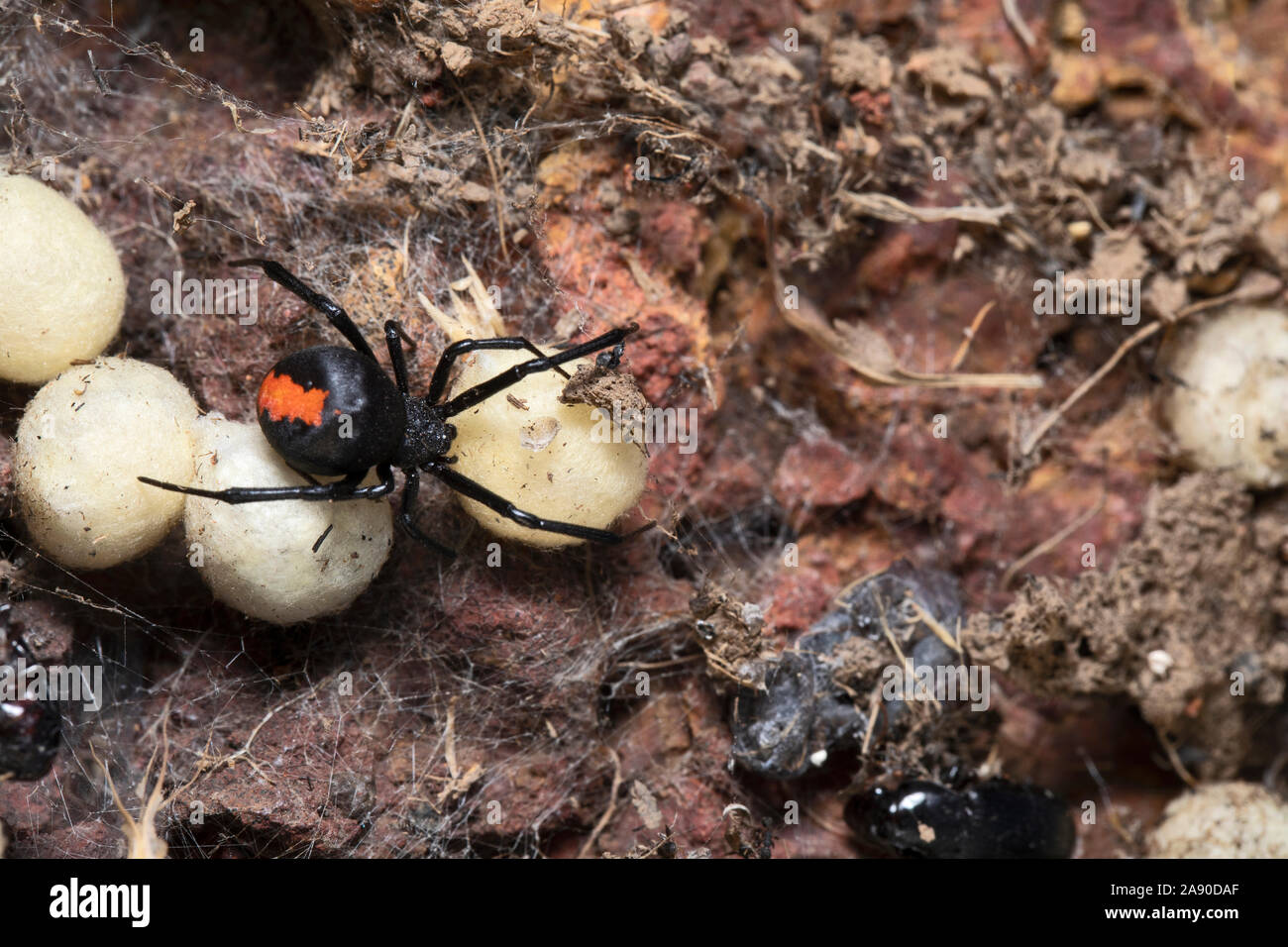Female Redback spider with eggs, Latrodectus hasseltii, Satara, India Stock Photo