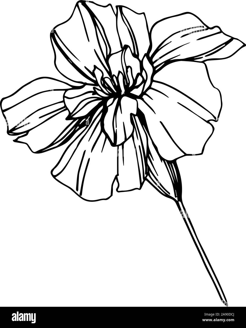 Vector Marigold Floral Botanical Flowers Black And White Engraved Ink Art Isolated etes Illustration Element Stock Vector Image Art Alamy