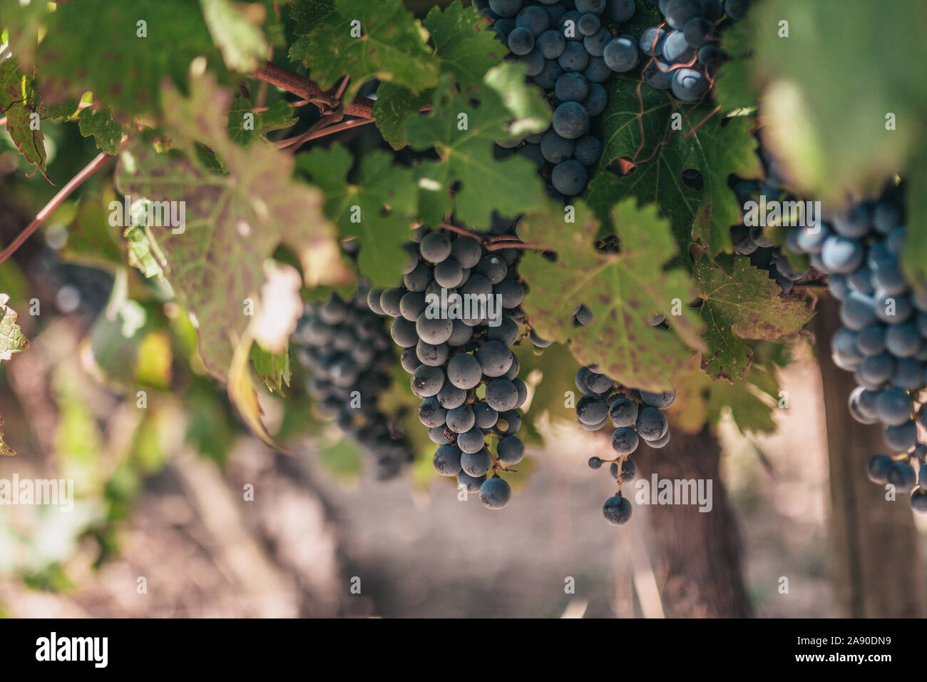 Vineyard large bunches ripe hi res stock photography and images Alamy
