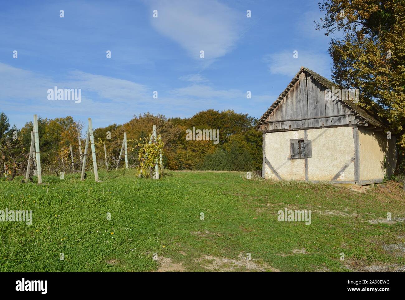 Old traditional house with vineyard in croatian countryside, autumn colors Stock Photo