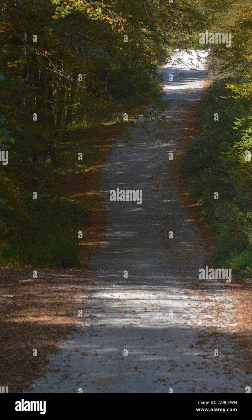 Country road curving through autumn forest Stock Photo