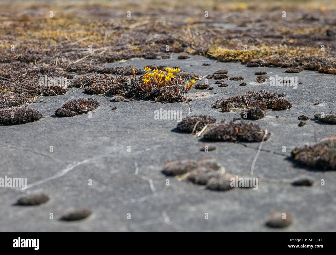 Plants that grow in cracks hi-res stock photography and images - Alamy