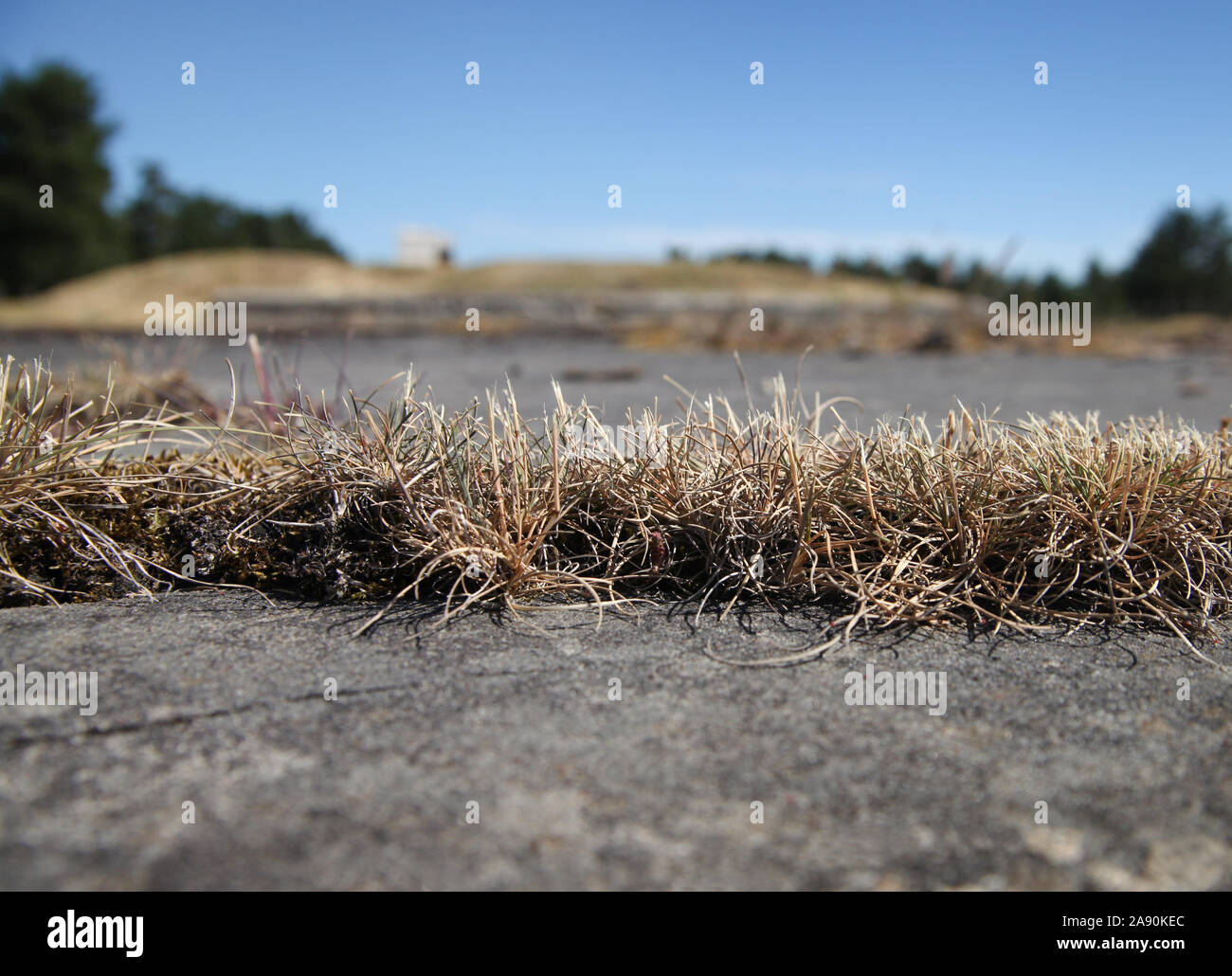Grasses growing on weathered concrete surface with cracks Stock Photo