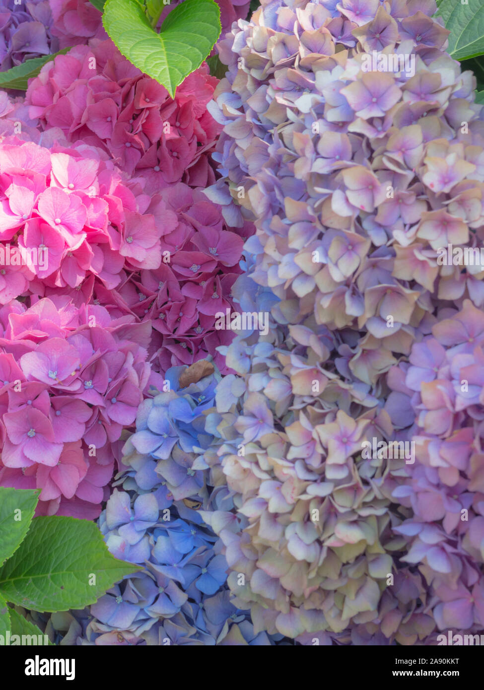 blurred colorful hydrangea flowes, Hydrangea in full bloom, Postcard, close up, hello spring concept Stock Photo