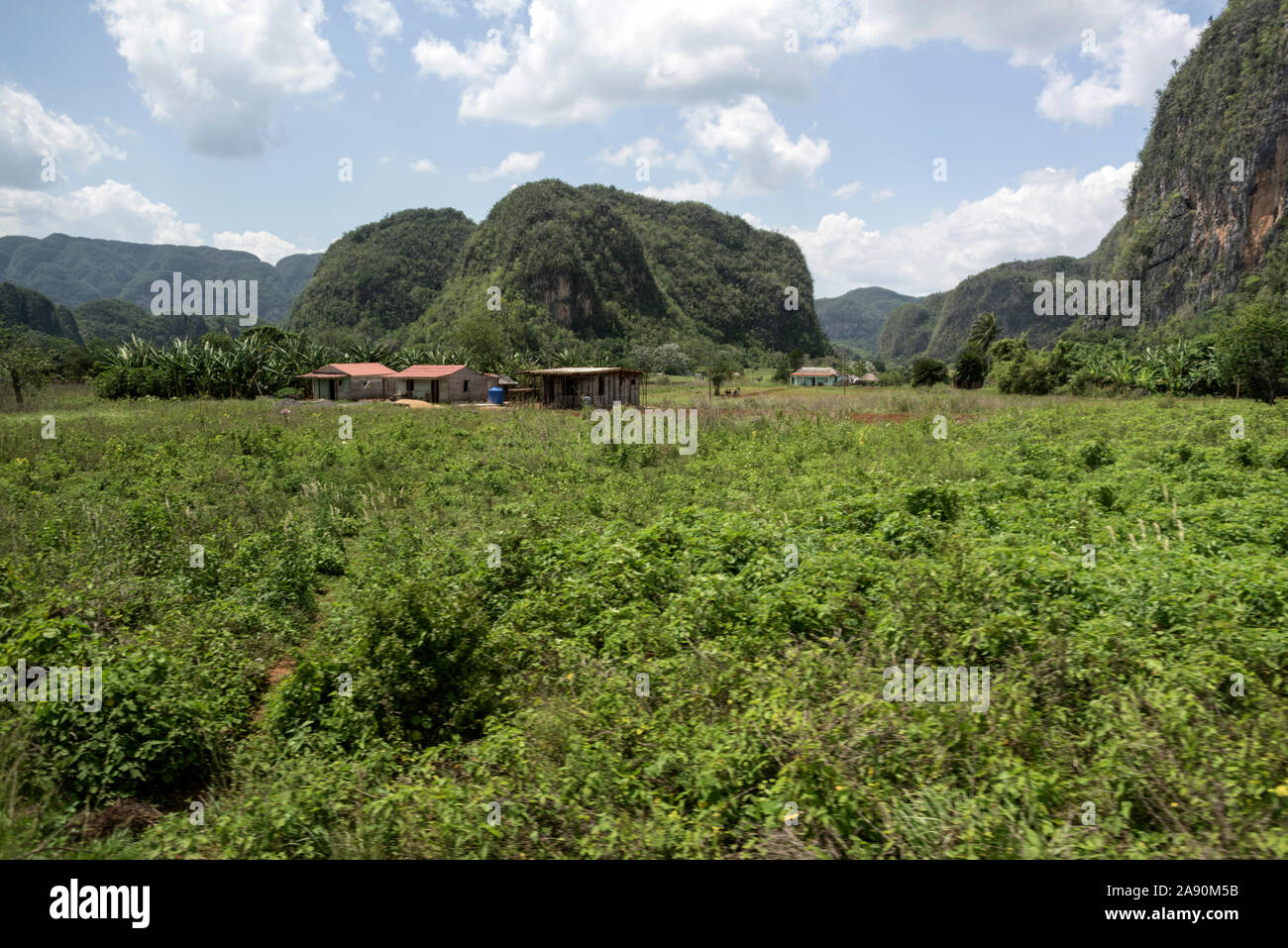 In the Valle de Vinales, with the Mogotes karst mountains, a Unesco world cultural landscape in Pinar del Río Province, west Cuba, Cuba  The valley is Stock Photo