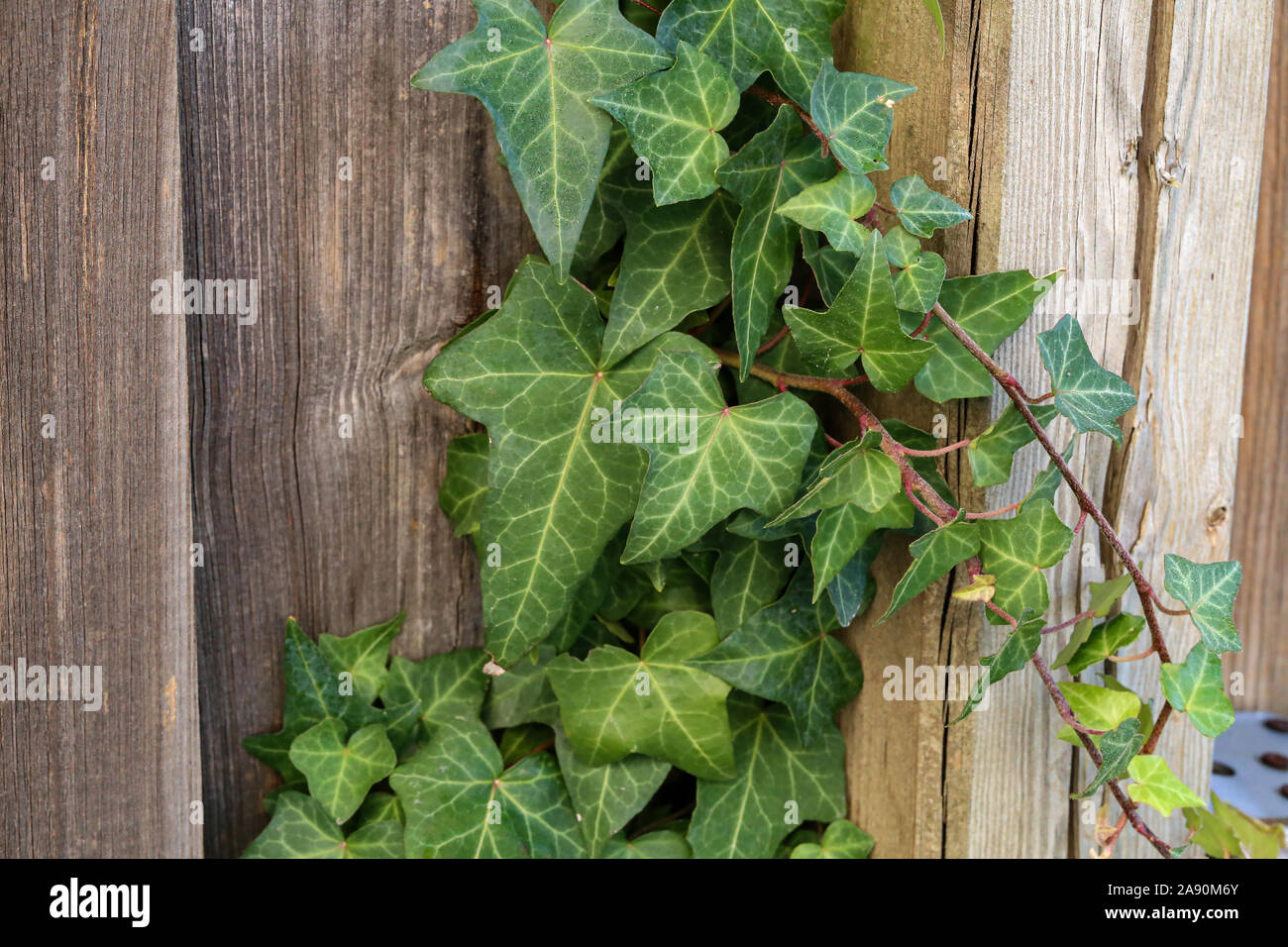 Hedera helix - A wall of common green ivy Stock Photo
