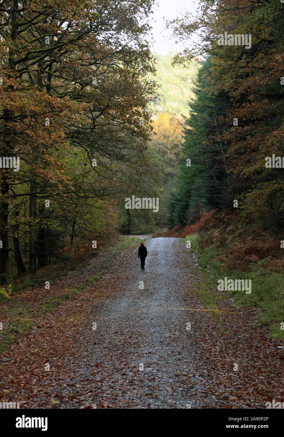 Person in the forest hi-res stock photography and images - Alamy