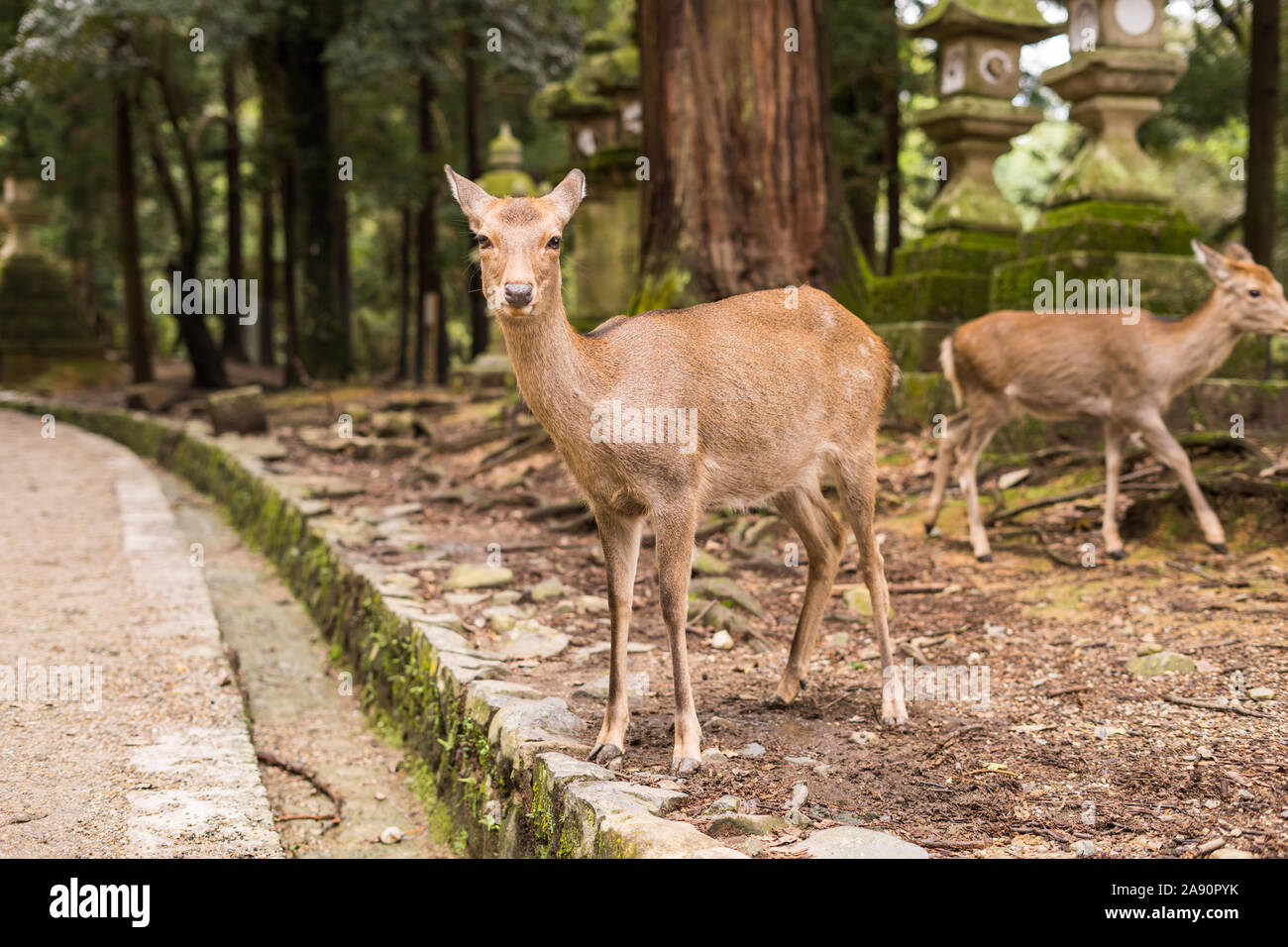 Deer in Nara, Kyoto, Japan Stock Photo