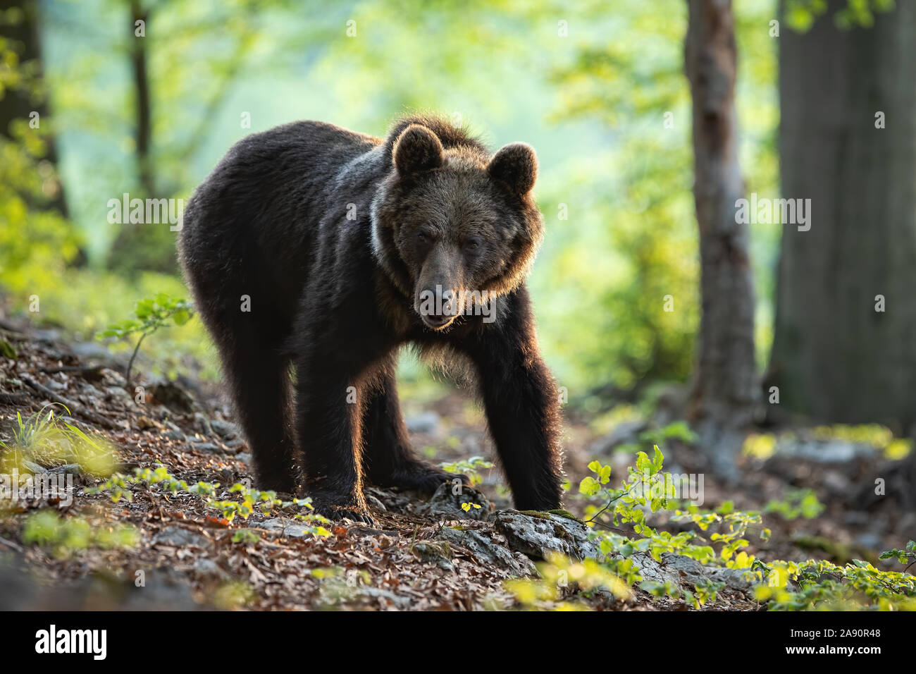 A young brown bear standing in the sunshine of the spring forest Stock ...