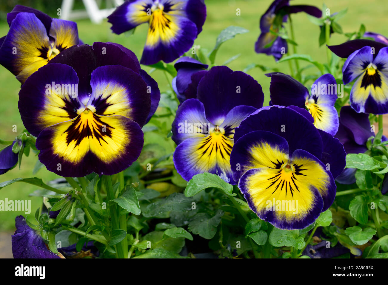 Pansy or Viola. Midnight Glow close up two blue flowers with yellow toward centre. Stock Photo