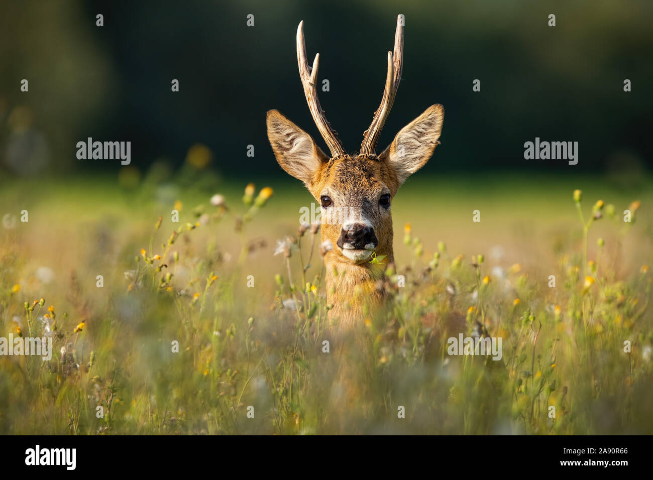 Adult roe deer buck with long antlers hidden in grass with wildflowers looking Stock Photo