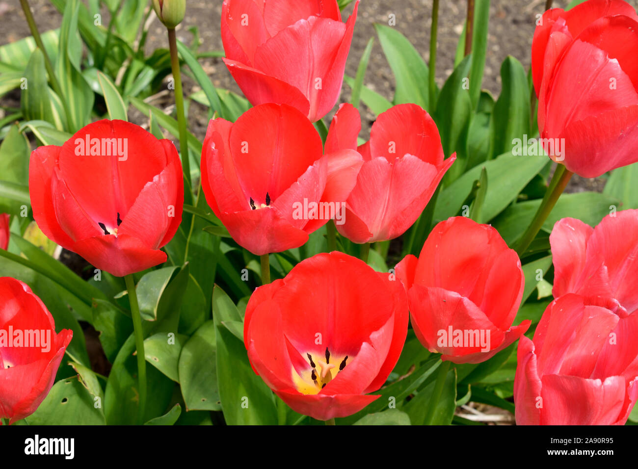 Tulip or Tulipa. Name Painted Lady. Close up of several pink flowers. Stock Photo
