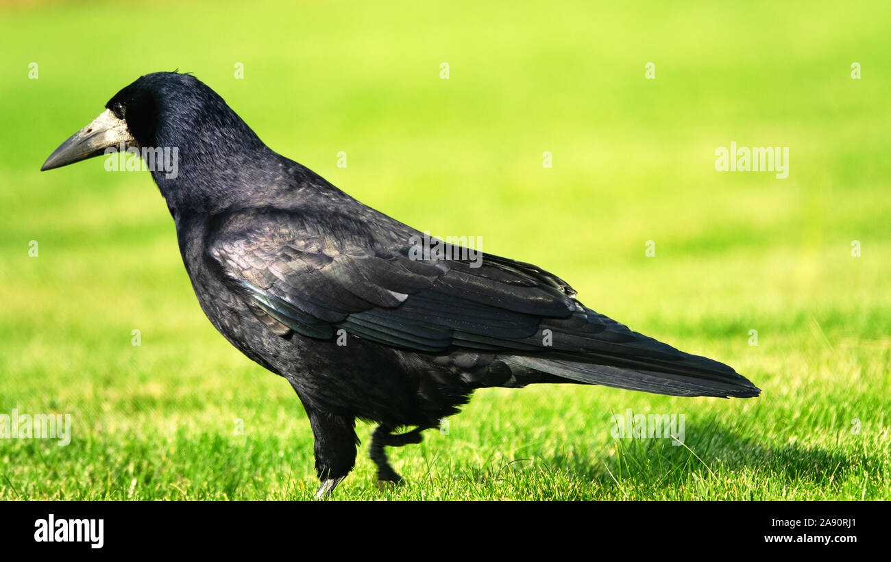 Rook (Corvus frugilegus) Dimensions & Drawings