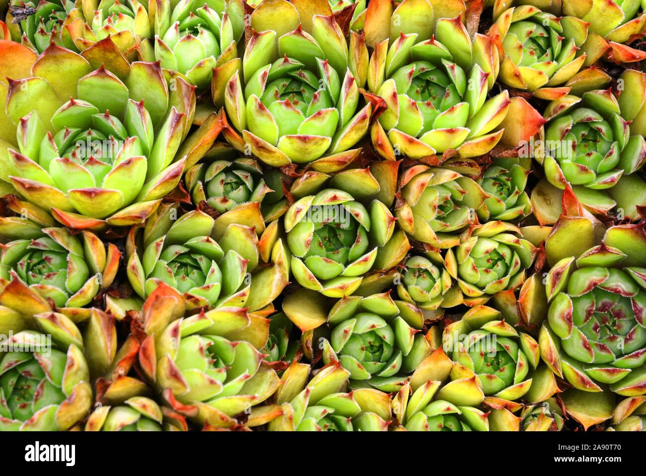 sempervivum tectorum, a plant called common houseleek Stock Photo