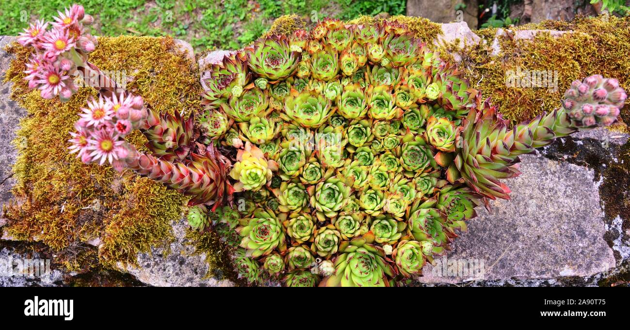 sempervivum tectorum, a plant called common houseleek Stock Photo