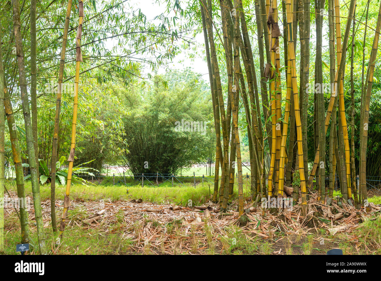 Path Through Natural Green Bamboo Garden Forest Stock Photo