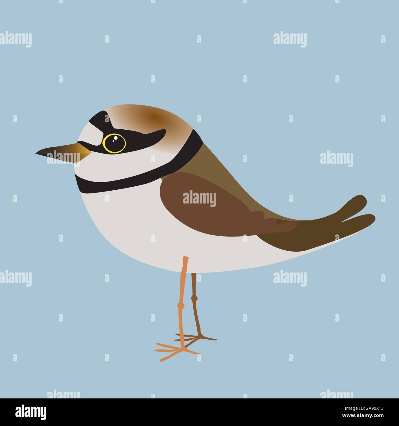 A vector illustration of a little ringed plover. Stock Vector