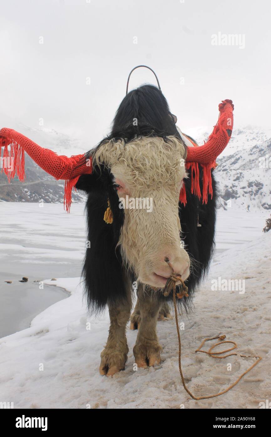 A majestic yak gazes at the camera. Stock Photo