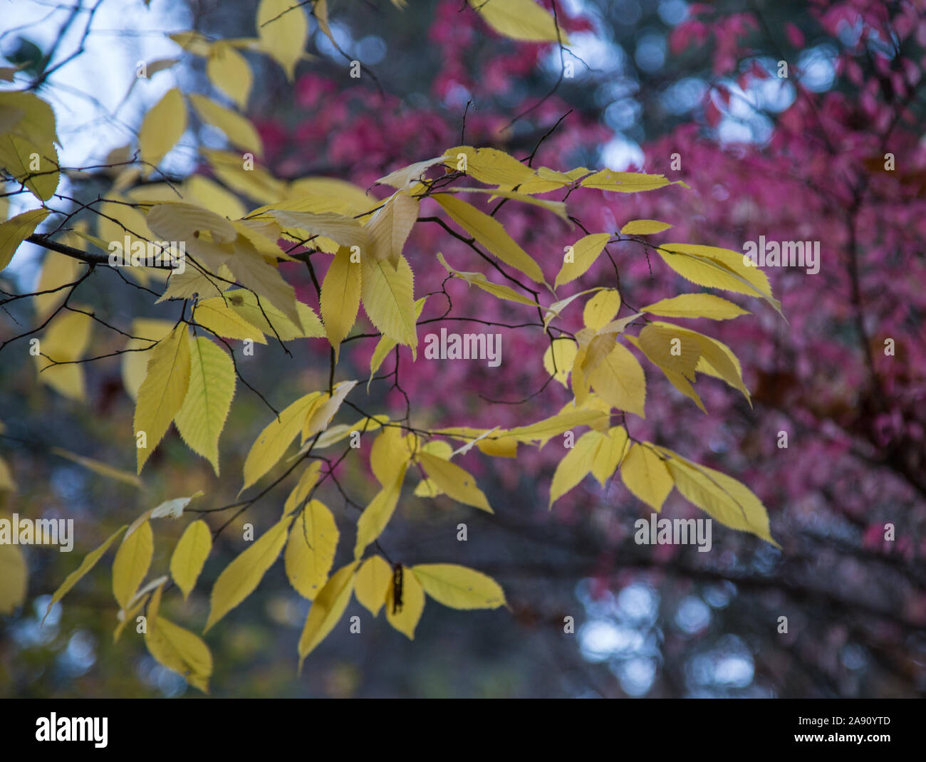 Ashland oregon hires stock photography and images Alamy