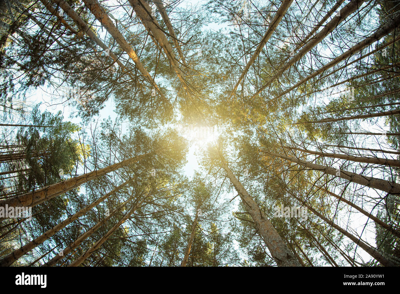 Treetops of pine trees. Fisheye photo Stock Photo - Alamy