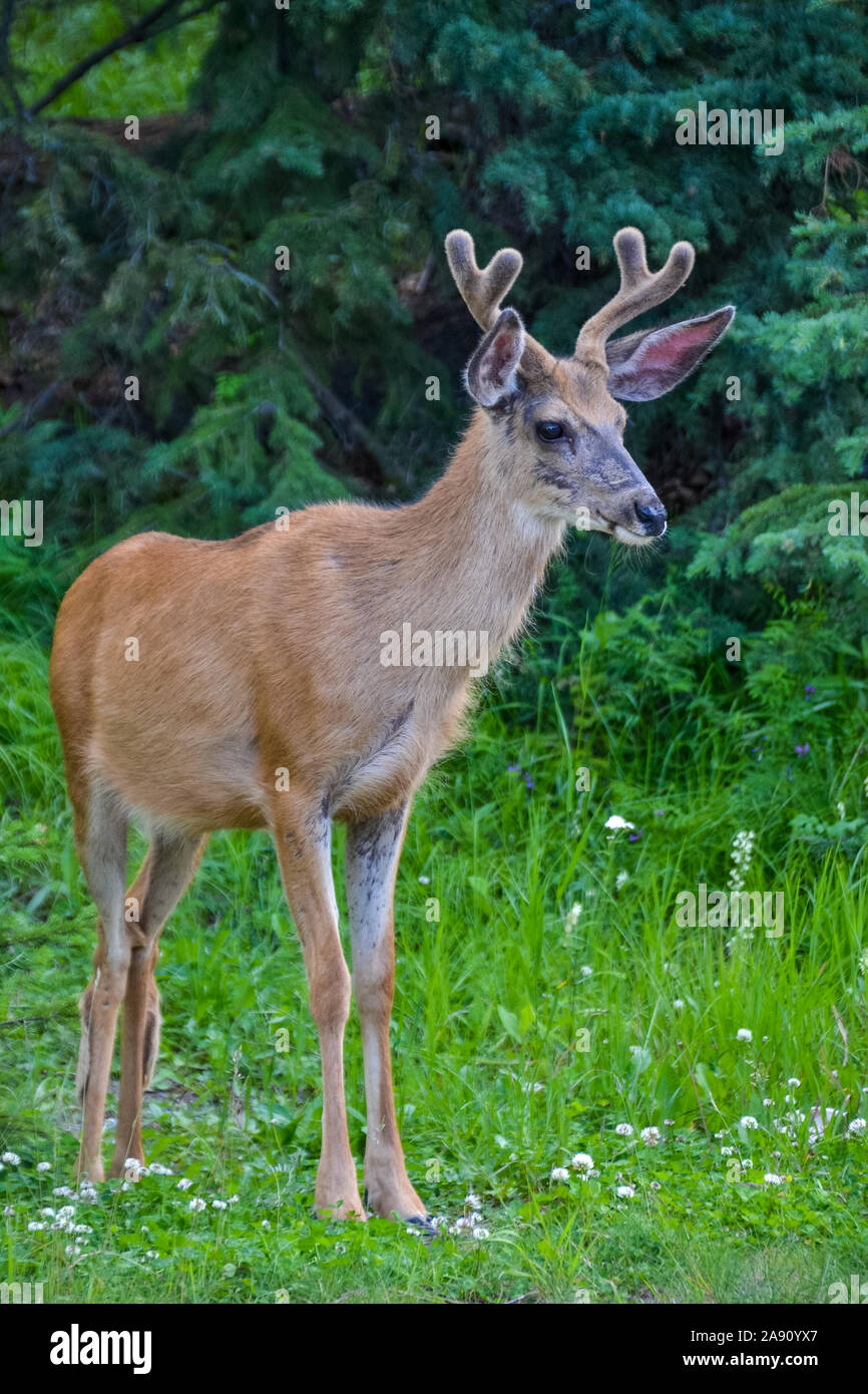 A Young Elk in the Pine Forest Stock Photo - Alamy