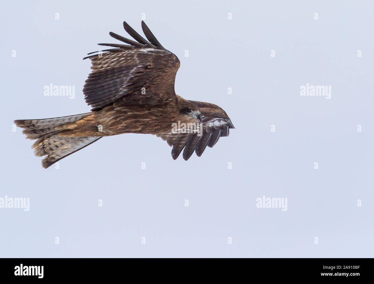Bird of prey in flight Stock Photo
