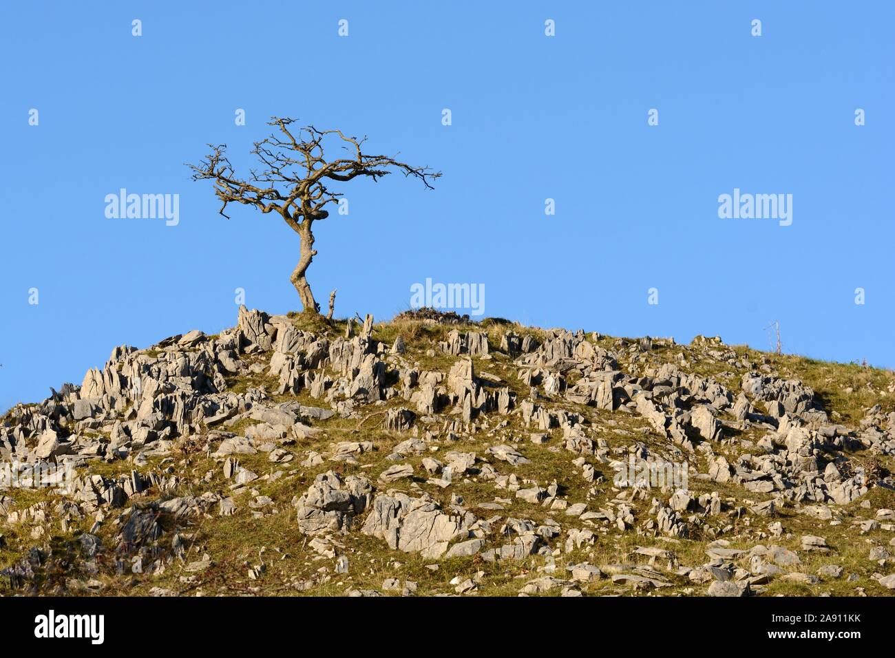 Old twisted hawthorn tree on a rocky outcrop Black Mountain Mynydd Du Brecon Beacons National Park Fforest Fawr Geopark Carmarthenshire Wales Cymru UK Stock Photo