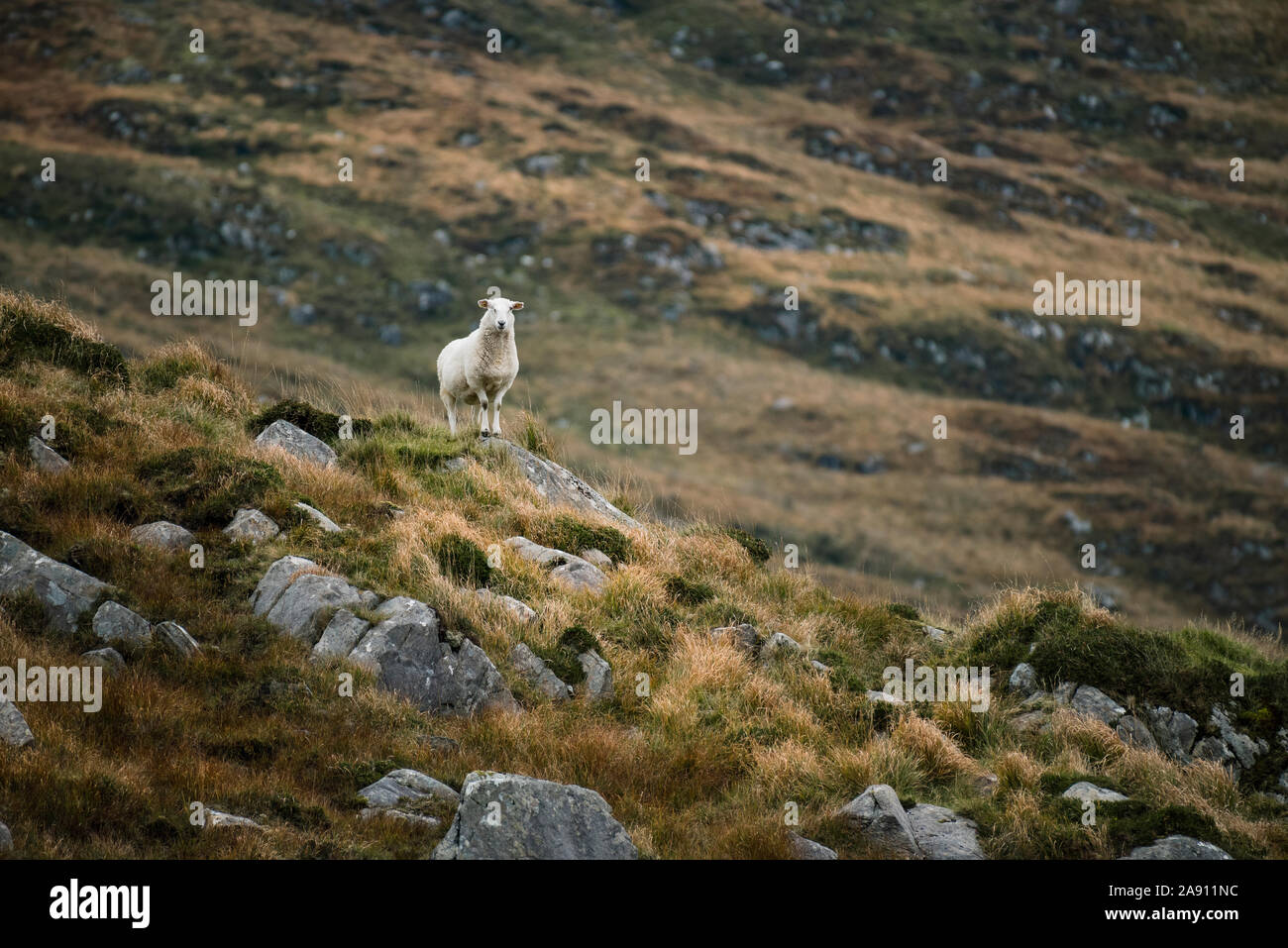 Sheep on meadow Stock Photo - Alamy