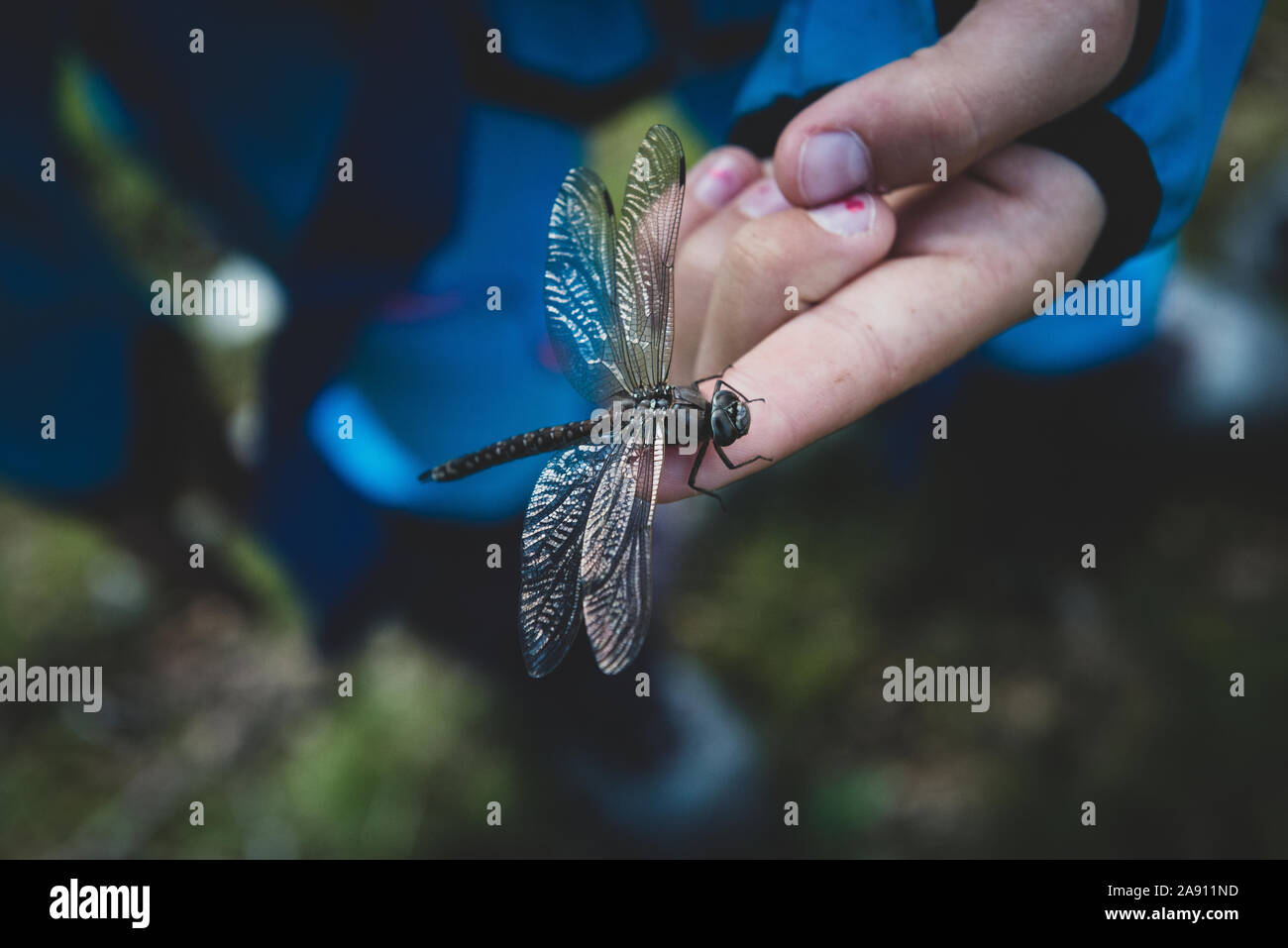 Dragonfly on hand Stock Photo
