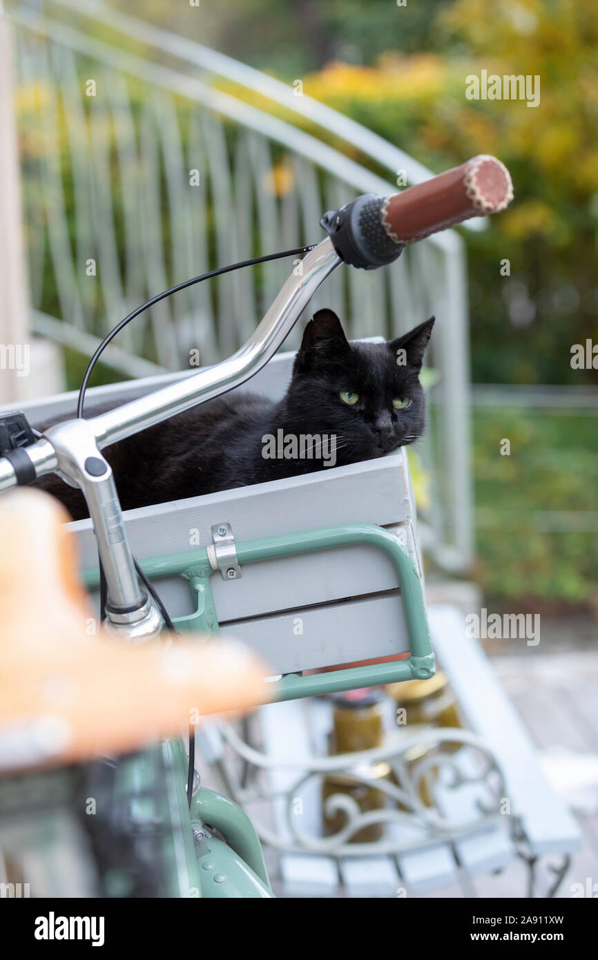 Cat in bicycle basket Stock Photo Alamy