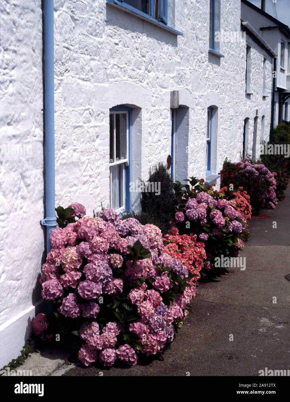 Terrace of white washed stone Cornish cottages with pink hydrangea outside. Stock Photo