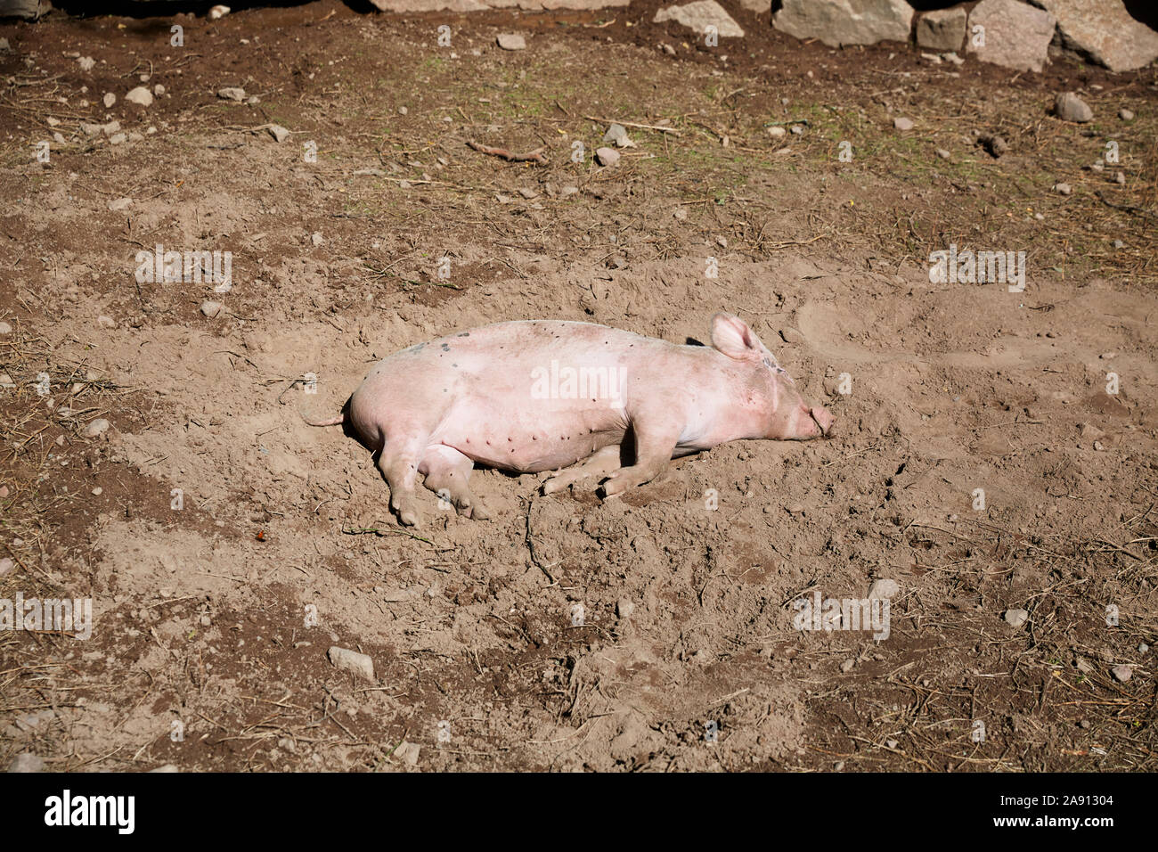 Pig lying down in mud Stock Photo