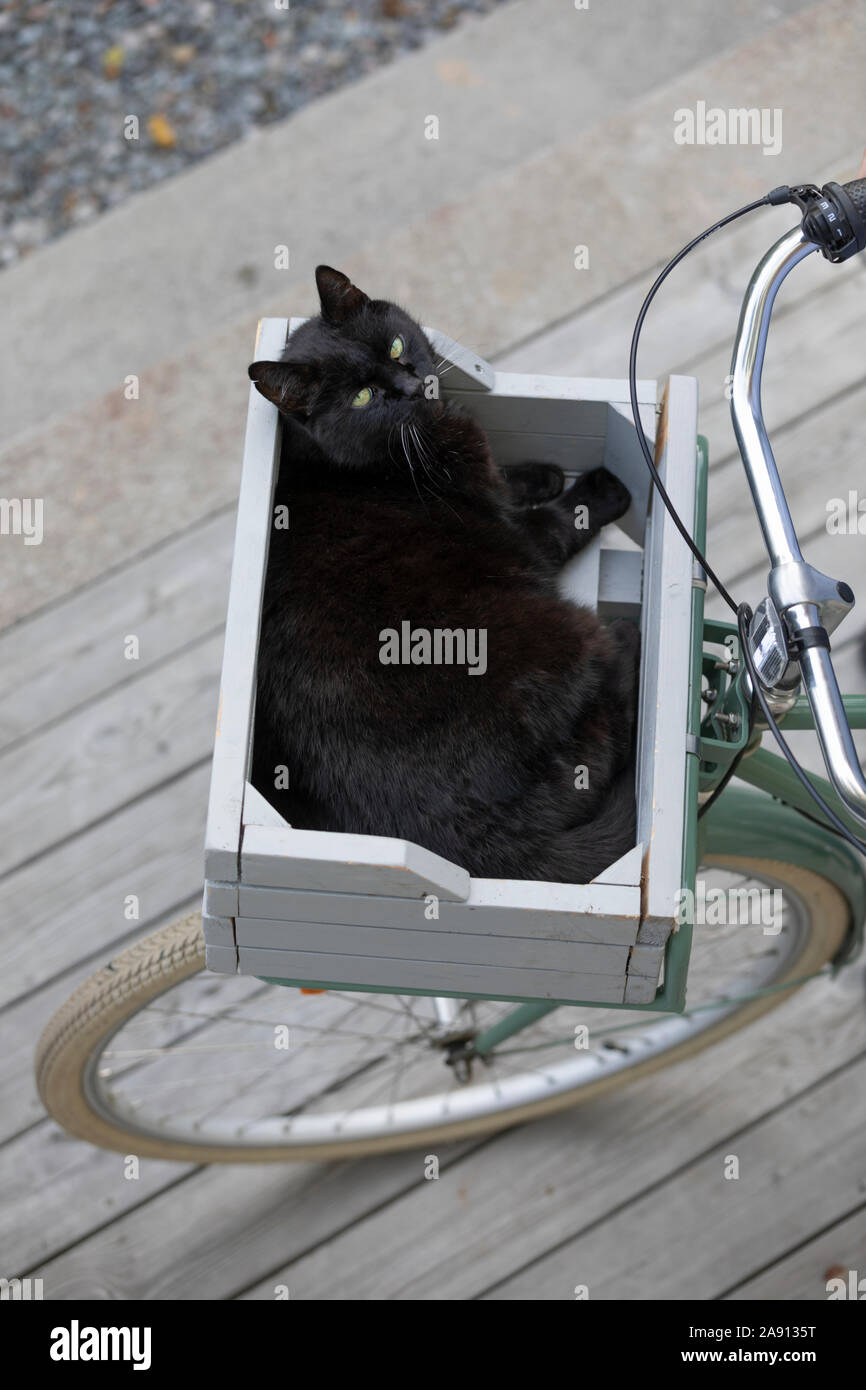 cat in bicycle basket