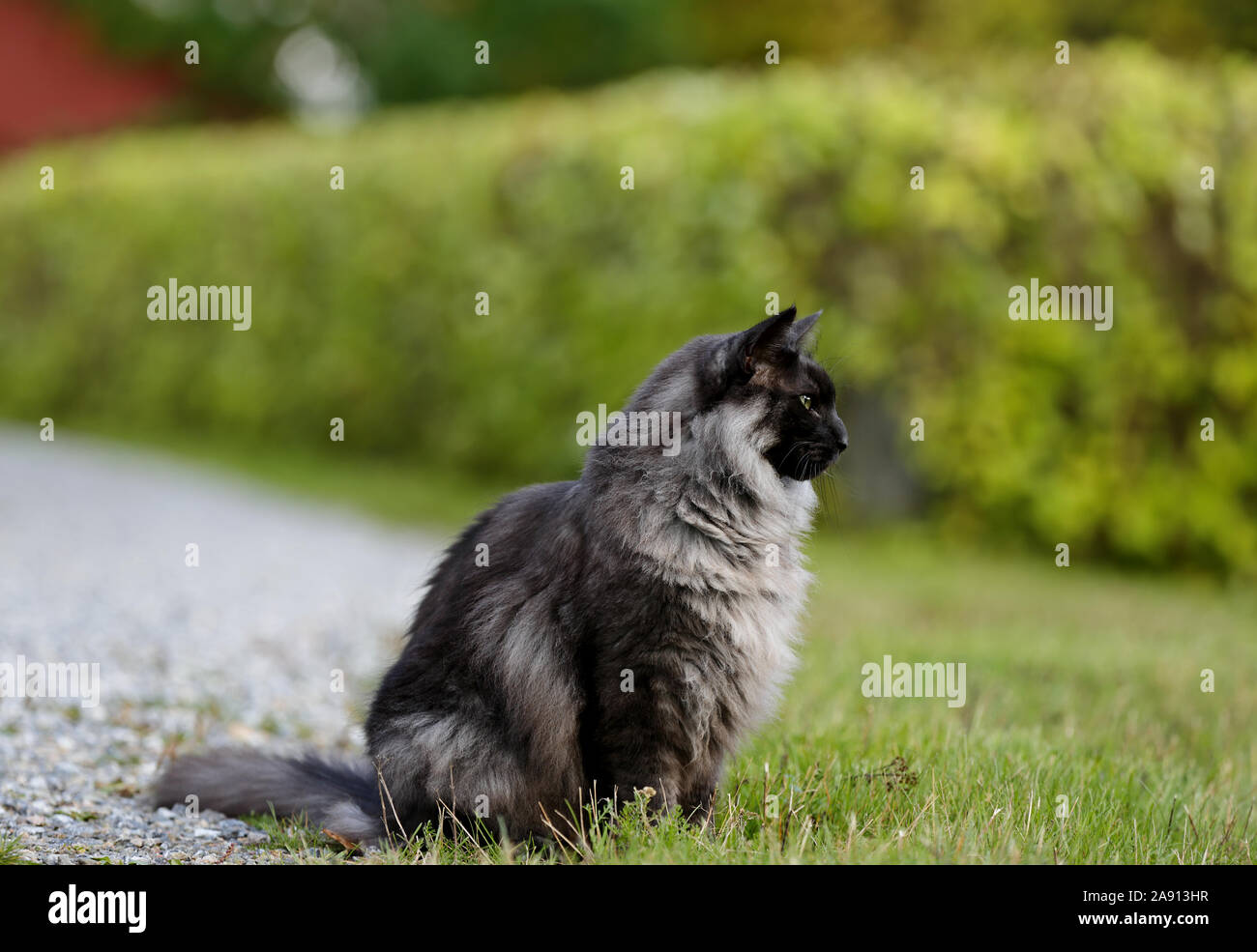 A norwegian forest cat male sitting outdoors Stock Photo