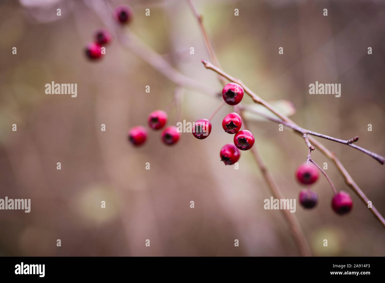 Red berries, close-up Stock Photo