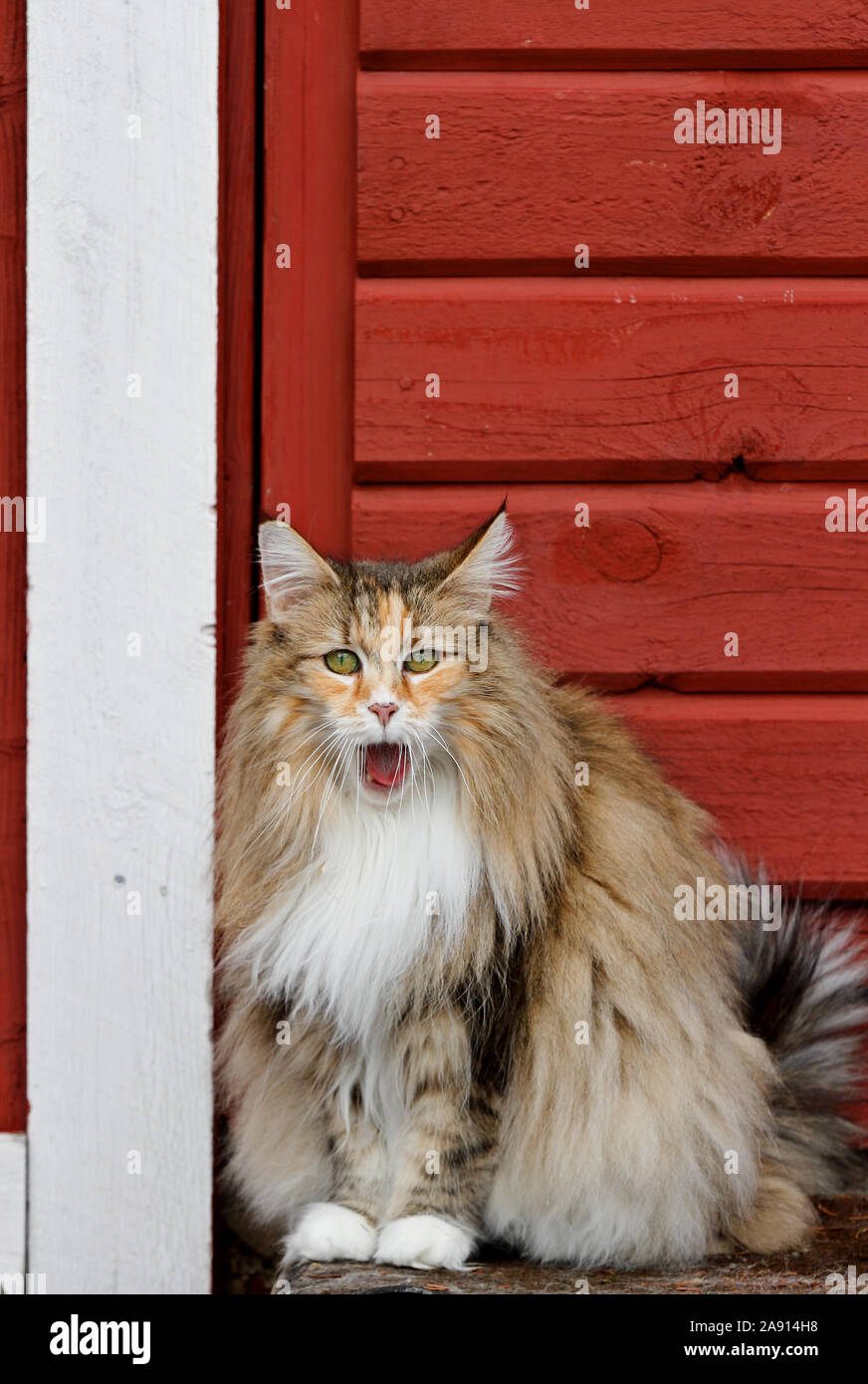 A sweet norwegian forest cat female yawning. She sits outdoor and just woke up. Stock Photo
