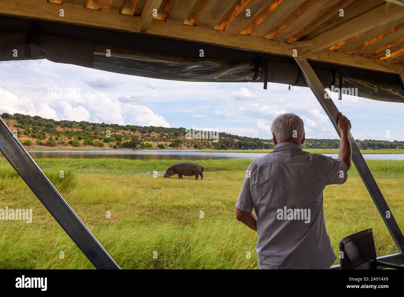 Tourist observes a hippo along the Chobe River, Botswana, Africa Stock Photo