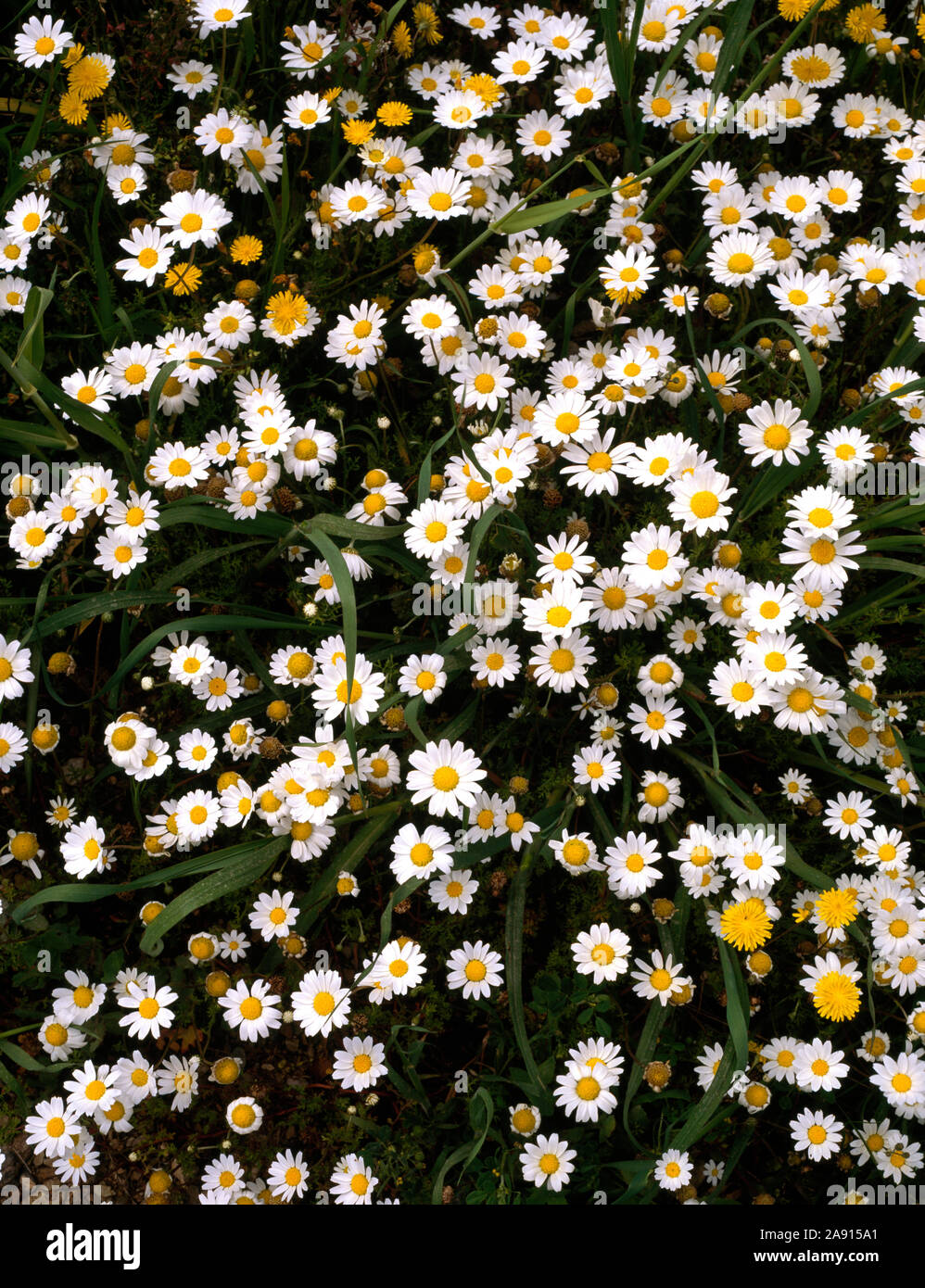 Close up of patch of white annual  chysanthemum. Stock Photo