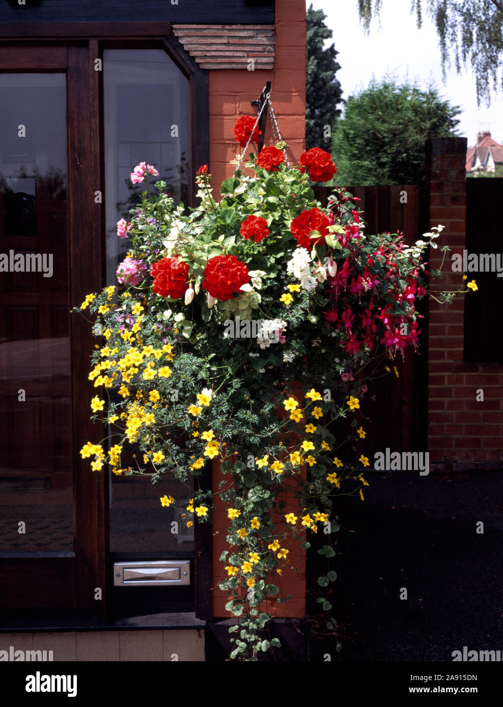 Closeup of yellow trailing bidens and red geraniums in hanging basket