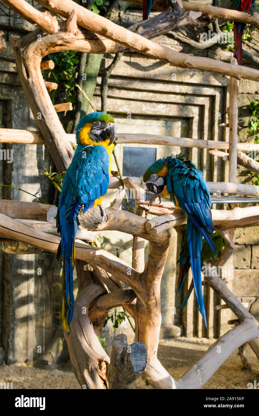 two blue-yellow macaws sit on a tree branch Stock Photo