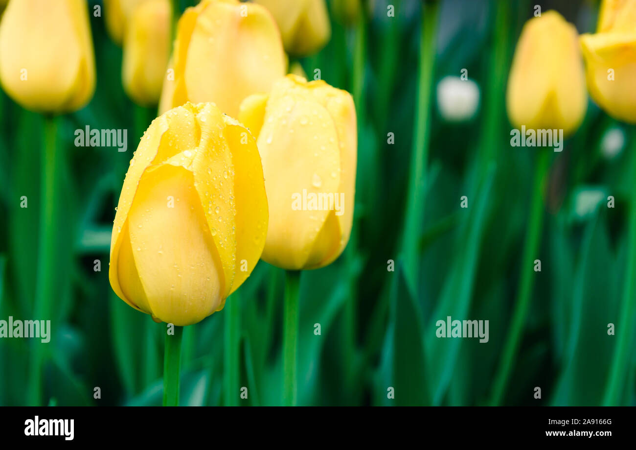 Spring tulips in the field,nature background, close-up Stock Photo