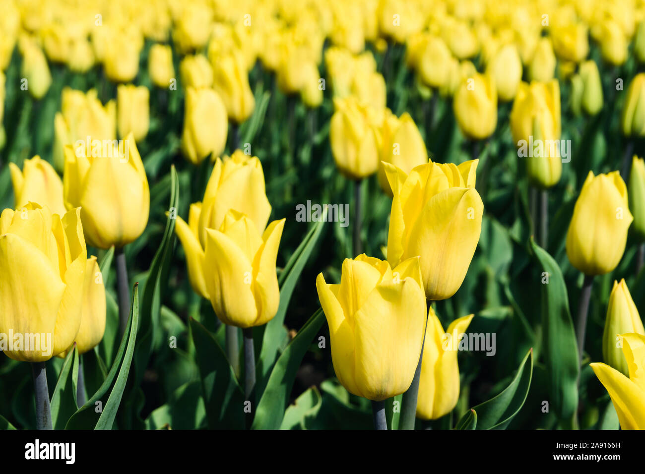 Spring tulips in the field,nature background, close-up Stock Photo